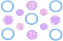 Color Circles
