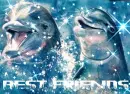 two dolphins