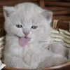 cute kitty