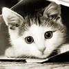 cute kitty