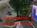 lol dog playing computer games