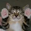 hands up