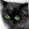 green eyes