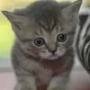 baby cat