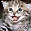 little tigre