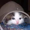 hide kitty