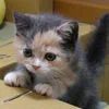 cute baby cat