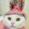 bunny cat