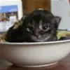 kitty in a bowl