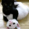black vs white