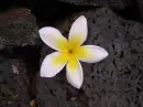 flower on rock