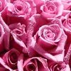 pink roses