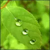 morning dew
