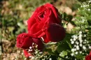 red rose
