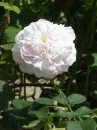 white rose
