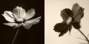black & white flowers