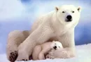 polar bears