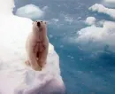 polar bear