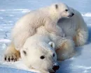 polar bears