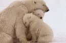 mom's love