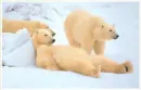 bad boys of the arctic