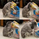 bunny