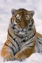 siberian tiger