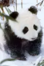 baby panda