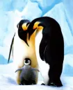 penguins family