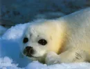 baby seal