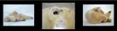 polar bears