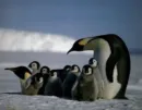 penguins
