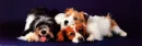 laizy puppies