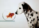 gold fish