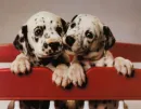 spoty puppies
