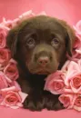 pink roses