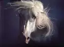 Caballo misterioso