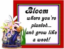 Blooming flowers