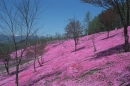 japan - cherry blossom trees