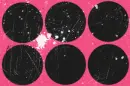 black circles.