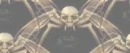 spiderskull 