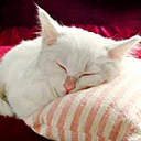 sleeping cat