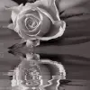 rose and water