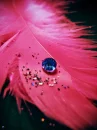feather water