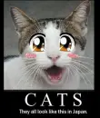 lol cat