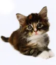 cute kitty