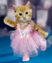 pretty ballerina