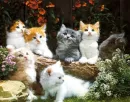 kittens