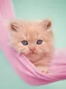 pink scarf