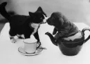 tea party